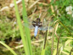 Just hanging out. Wallpaper