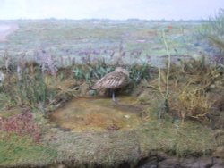 Natural History Museum Wallpaper