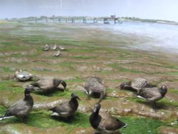 Natural History Museum Colchester Wallpaper