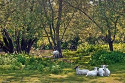 Stour Valley Summer Wallpaper