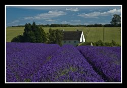 Lavender at Snowshill Wallpaper