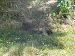 Not your average Moggie. Wallpaper