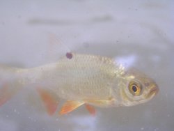 Let me out. Wallpaper