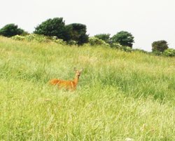 A Deer near Swyre Head, Isle of Purbeck. Wallpaper