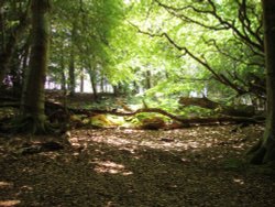 Dappled light at Arne, Dorset