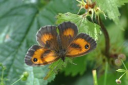 Gatekeeper Wallpaper