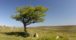 Dartmoor Tree