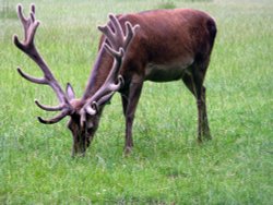 Tupgill Park - Yorkshire Dales Wallpaper