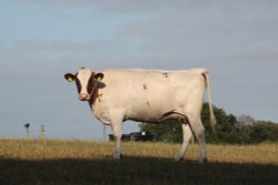 Countryside Wallpaper