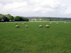 Grazing sheep near Horton Tower Wallpaper