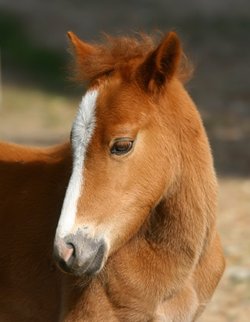 New Forest Foal