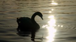 Swan