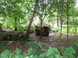 Llangattock Beechwood Wallpaper