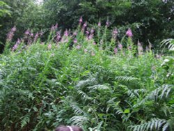 Llangattock Beechwood Wallpaper