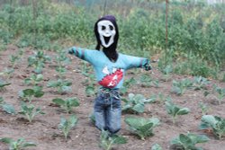 Redisham Hall Gardens Wallpaper