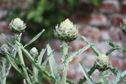 Redisham Hall Gardens Wallpaper