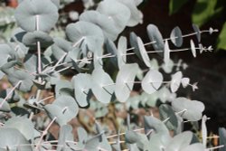 Redisham Hall Gardens Wallpaper