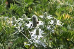 Redisham Hall Gardens Wallpaper