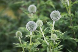 Redisham Hall Gardens Wallpaper