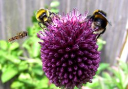 In a Pontefract Garden Wallpaper