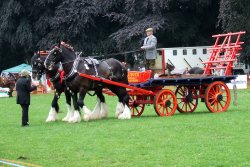Abergavenny Shire Horse Show Wallpaper