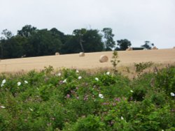 Harvest  has begun Wallpaper