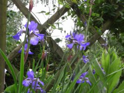 Bergh Apton Gardens Open Day Wallpaper