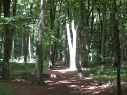 Spooky Forest Wallpaper