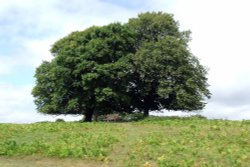 Ewyas Harold Common Wallpaper