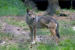 New Forest Wildlife Park Wallpaper
