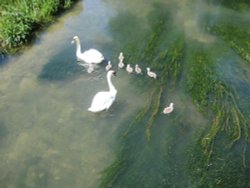 Teaching 6/7 days old cygnets to swim in the River Coln Wallpaper