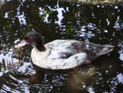 A mixed breed Wallpaper