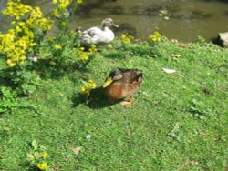 A view of Worlingworth Wallpaper