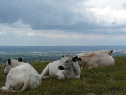 Cows in Clouds Wallpaper