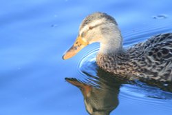 Reflections
