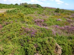 Dunwich Heath Wallpaper