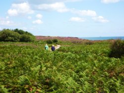 Dunwich Heath Wallpaper