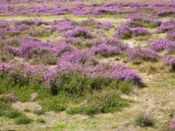 Dunwich Heath Wallpaper