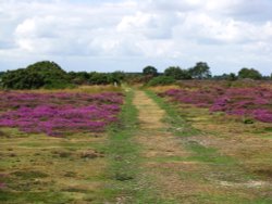 Dunwich Heath Wallpaper