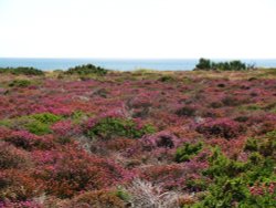 Dunwich Heath Wallpaper