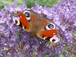 Butterfly Mount Edgcumbe House Cremyll Torpoint Wallpaper