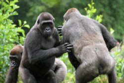 Paignton Zoo Wallpaper