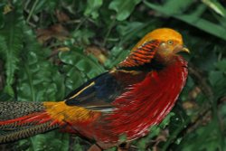 Paignton Zoo Wallpaper