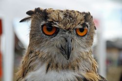 I got my eye on you ! Wallpaper