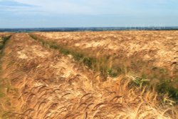 View to Lissett Wallpaper