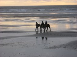 Donkeys at Sunset Wallpaper