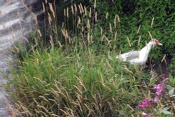 The River Wye, Hay On Wye Wallpaper