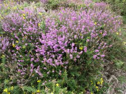 Quantock Hills Wallpaper