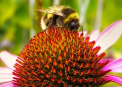 Busy bee in our back garden