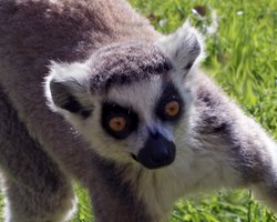 Kessingland Wildlife Park. Wallpaper